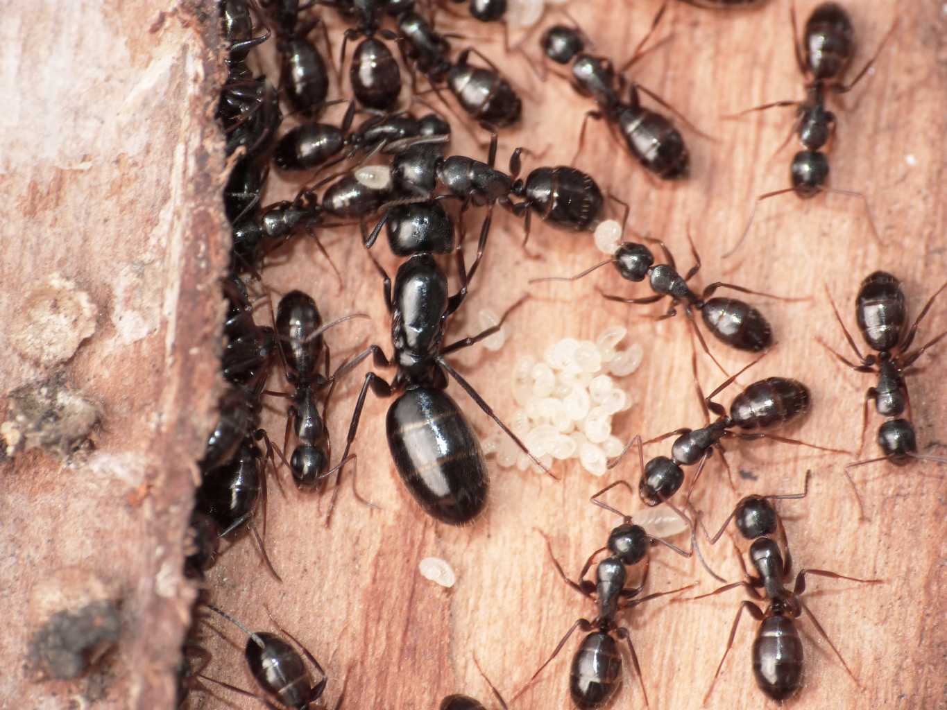 Quale Camponotus?